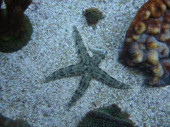  Astropecten polycanthus (Sand Sifting Starfish)